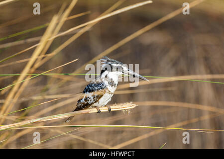 Pied Kingfisher (Ceryle rudis) in Ruhe auf Schilf, Konzession, Nxabega Okavango Delta, Kalahari, nördlichen Botswana, Südafrika Stockfoto