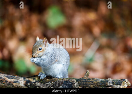 Amerikanische Grauhörnchen (Sciurus Carolinensis) thront auf einem Baumstamm, Essen, UK Stockfoto