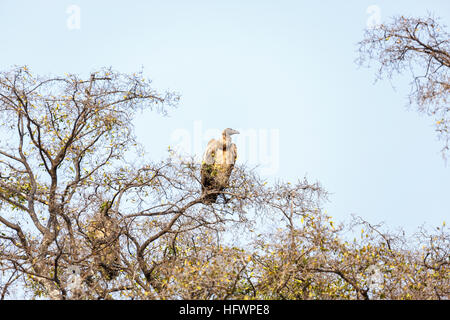 Kap Griffon oder Cape Vulture (Tylose in Sandibe coprotheres), Camp, angrenzend an das Moremi Game Reserve, Kalahari, Okavango Delta, Botswana, Südafrika Stockfoto