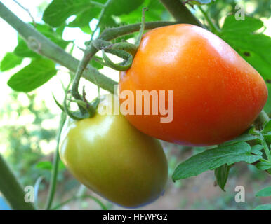 Nahaufnahme von grünen und roten Bio-Tomaten auf seinem Baum Stockfoto