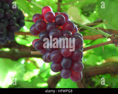 Rote reife Trauben auf seinen Baum zugemacht Stockfoto