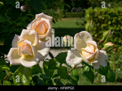 Rosa Martine Guillot Stockfoto