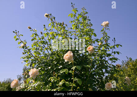 Rosa Martine Guillot Stockfoto