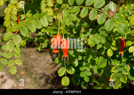 Rosa Moyesii Geranium Stockfoto