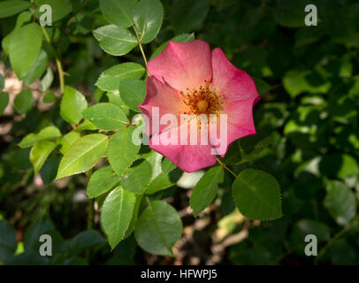 Rosa Yann Arthus-Bertrand Stockfoto
