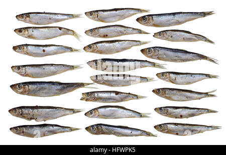 Zweiundzwanzig kleine salzige baltischen Sprotten Fisch Set. Isoliert auf weiss Stockfoto