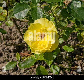 Rosa Friesia (aka Sunsprite) Stockfoto