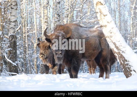 Zwei europäische Bisons (Wisent, Bison Bonasus) im Winterwald. Nationalpark Ugra, Region Kaluga, Russland. Dezember 2016 Stockfoto