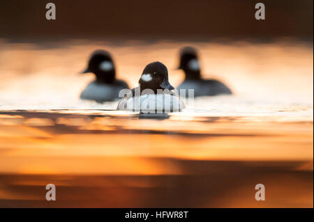 Eine kleine Gruppe von Bufflehead Hühner schwimmen direkt auf mich in der Reflexion der aufgehenden Sonne. Stockfoto