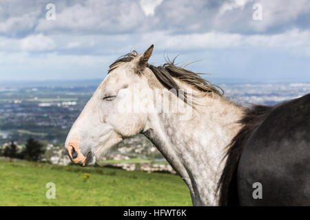 Grauschimmel an Montpelier Hill, Tallaght Dublin, Irland Stockfoto