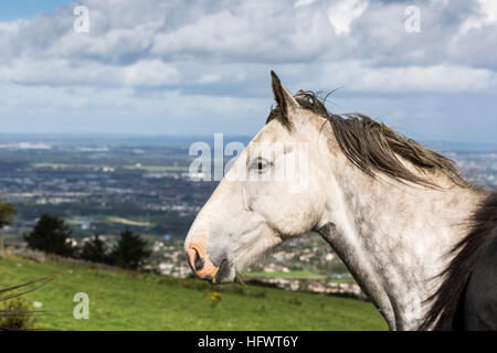 Grauschimmel an Montpelier Hill, Tallaght Dublin, Irland Stockfoto