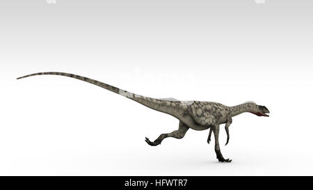 3D Darstellung der Coelophysis Dinosaurus isoliert auf weiss Stockfoto