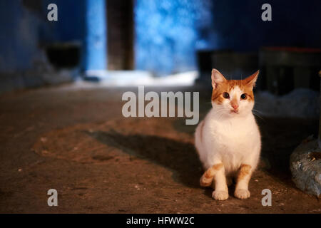 Ingwer und weiße Katze, die draußen in einem blau lackierten Verbündeten. Stockfoto