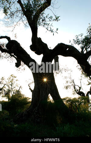 Silhouette der alten Olivenbaum (Olea europaea) in Isola Maggiore, Lago Trasimeno, Umbrien, Italien Stockfoto