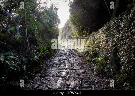 Schlammigen Feldweg in South Devon Stockfoto