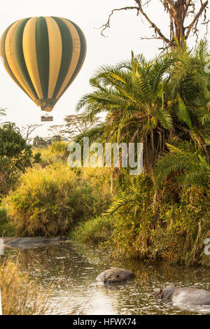 Heißluftballon über zwei Nilpferd im Wasser, Serengeti, Tansania Stockfoto