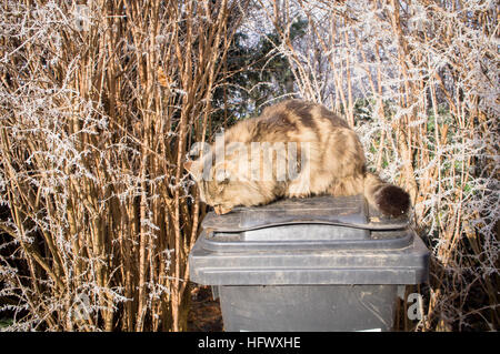 Tabby Katze, schwarz Kunststoff Mülleimer, Abfallbehälter, Raureif Stockfoto