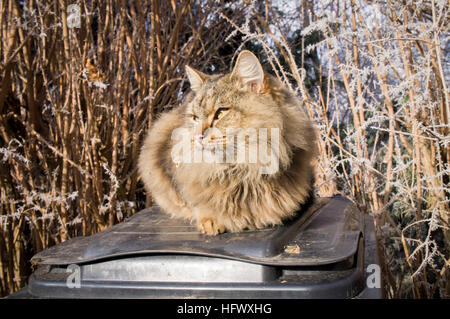 Tabby Katze, schwarz Kunststoff Mülleimer, Abfallbehälter, Raureif Stockfoto