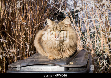 Tabby Katze, schwarz Kunststoff Mülleimer, Abfallbehälter, Raureif Stockfoto