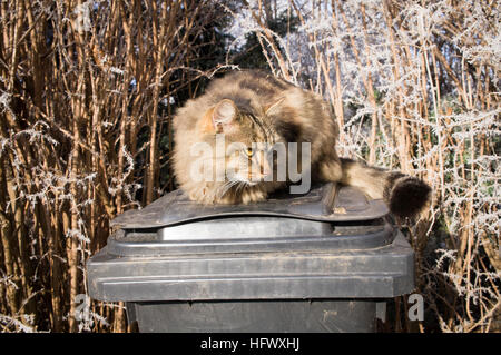 Tabby Katze, schwarz Kunststoff Mülleimer, Abfallbehälter, Raureif Stockfoto