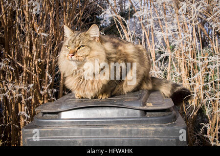 Tabby Katze, schwarz Kunststoff Mülleimer, Abfallbehälter, Raureif Stockfoto