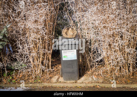 Tabby Katze, schwarz Kunststoff Mülleimer, Abfallbehälter, Raureif Stockfoto