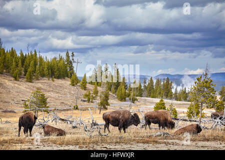 Herde von Bisons (Bison Bison) Weiden im Yellowstone-Nationalpark, Wyoming, USA. Stockfoto