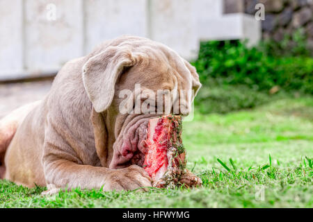 Weiblichen Mastino Napoletano Hund auf einer Wiese liegen und Essen einen rohe Knochen Stockfoto