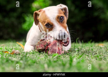 Junge Jack Russell Terrier Hund auf einer Wiese liegen und Essen einen rohe Knochen Stockfoto
