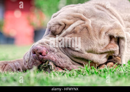 Mastino Napoletano graue Hündin liegen auf einem grünen Rasen gerne Kauen eine große rohe Knochen Held zwischen den Vorderpfoten Stockfoto