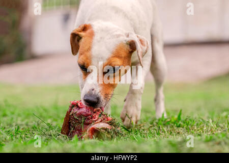 Junge Parson-Russell-Terrier Hund auf einer Wiese liegen und Essen einen rohe Knochen Stockfoto