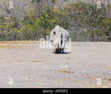 Nashorn in einem Feld allein stehend. Stockfoto