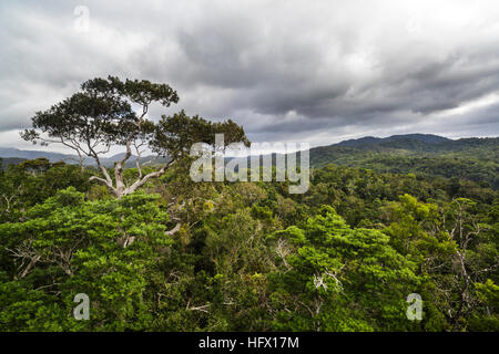 Über den Regenwald Baumkronen des Bereichs Macalister. Cairns, Queensland. Von der Skyrail Seilbahn aus gesehen Stockfoto