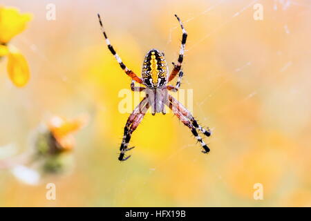 Golden Silk Orb-Weaver Spider. Stockfoto