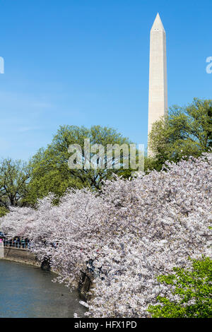 Washington Monument und Kirschblüten, Washington, D.C. Stockfoto