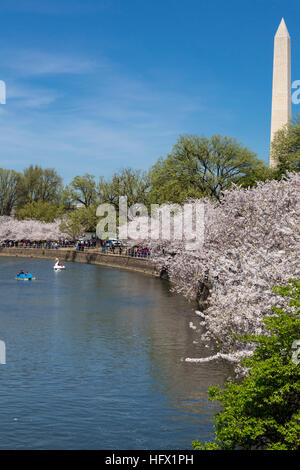 Washington Monument, Kirschblüten und Paddel Bootfahren auf der Tidal Basin, Washington, D.C. Stockfoto