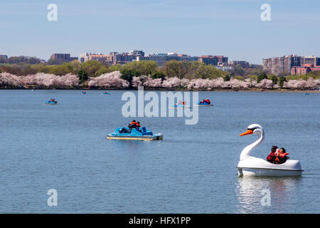 Paddel, Bootfahren auf der Gezeitenbecken, Kirschblüte, Washington, D.C. Stockfoto