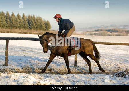 Jockey Kerl disney Reiten "faustkämpfer" einen frühen Winter Ride in den Cotswolds bei Kim bailey Rennställe. Stockfoto