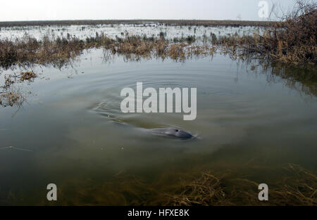 050928-C-9767K-141 Cameron, Louisiana (28. September 2005)-ein männlicher Delphin "Igor" schwimmt herum in einem Graben gegenüber der South Cameron High School, nachdem Hurrikan Rita durchlaufen. NBC News befindet sich den Delphin, wie sie von der Lage berichteten. Die US-Küstenwache per Luftbrücke transportiert den 7-Fuß, 400-Pfund Delphin an den Strand und entließ ihn mit Hilfe von Texas Marine Mammal Verseilung Netzwerk Meeresbiologen. U.S. Coast Guard Foto von Petty Officer 2. Klasse Andrew Kendrick (freigegeben) uns Marine 050928-C-9767K-141 A männlichen Delphin Igor schwimmt herum in einem Graben gegenüber der South Cameron High School ein Stockfoto