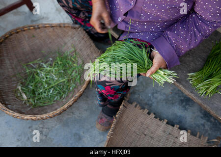 Eine Frau, Reinigung und Sortierung Bündel Schnittlauch im Haushalt in China. Stockfoto