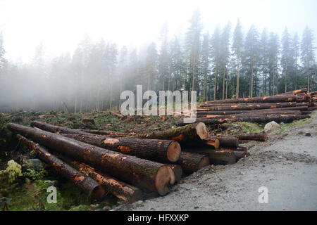 Ein Baumstämme-Haufen an einem Clearcut-Standort auf einer Holzfällerstraße in den Coast Mountains in der Nähe von Mission, British Columbia, Kanada. Stockfoto