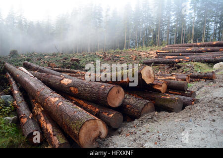 Ein Baumstämme-Haufen an einem Clearcut-Standort auf einer Holzfällerstraße in den Coast Mountains in der Nähe von Mission, British Columbia, Kanada. Stockfoto