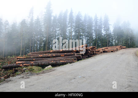 Ein Baumstämme-Haufen an einem Clearcut-Standort auf einer Holzfällerstraße in den Coast Mountains in der Nähe von Mission, British Columbia, Kanada. Stockfoto