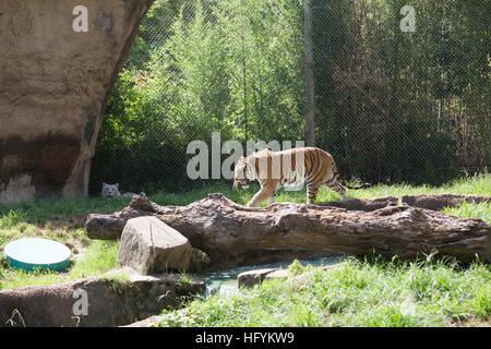 Bengal-Tiger (Panthera Tigris Tigris) Tempo nervös Stockfoto