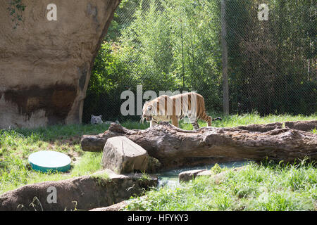 Bengal-Tiger (Panthera Tigris Tigris) Tempo nervös Stockfoto