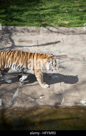 Bengal-Tiger (Panthera Tigris Tigris) Tempo nervös Stockfoto