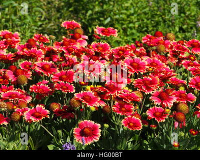 Rot und gelb Gaillardia Aristata "Sunset bissig"-gemeinsame Blanketflower in voller Blüte Stockfoto