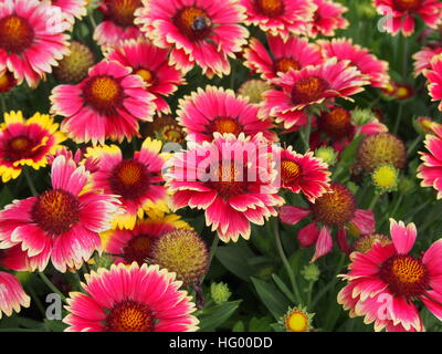 Rot und gelb Gaillardia Aristata "Sunset bissig"-gemeinsame Blanketflower in voller Blüte Stockfoto