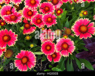 Rot und gelb Gaillardia Aristata "Sunset bissig"-gemeinsame Blanketflower in voller Blüte Stockfoto