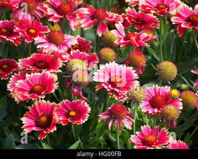 Rot und gelb Gaillardia Aristata "Sunset bissig"-gemeinsame Blanketflower in voller Blüte Stockfoto